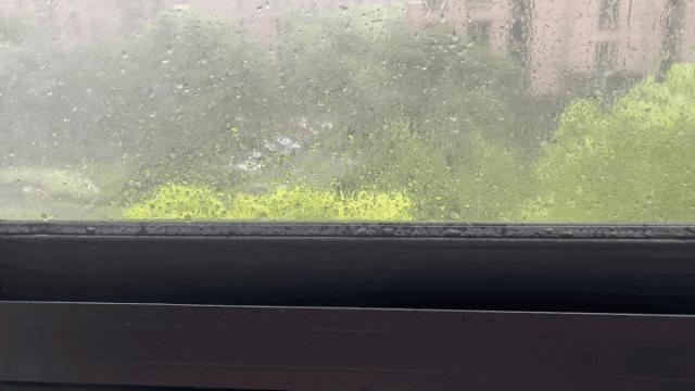 宁波人看到这种花千万不要摘 雨后奇观，石蒜盛开