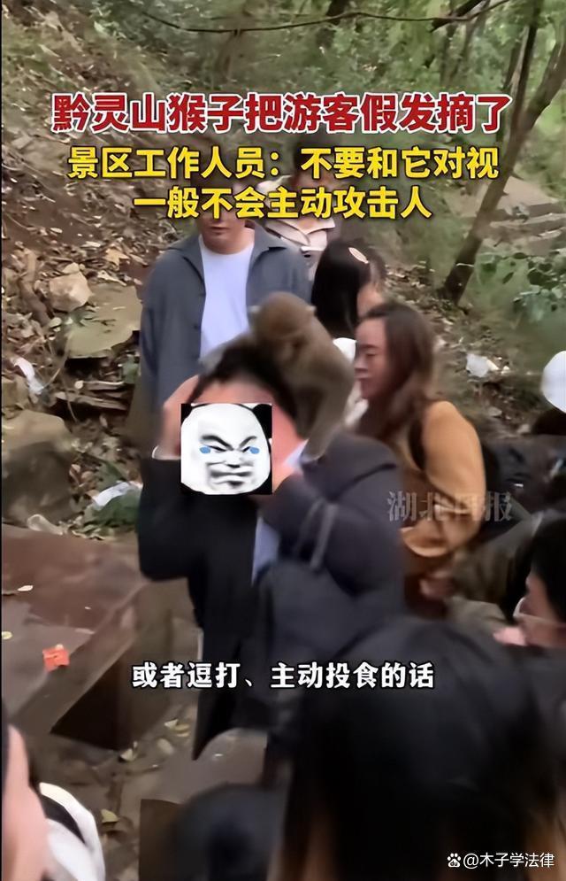 男子爬山被猴子骑脖摘假发