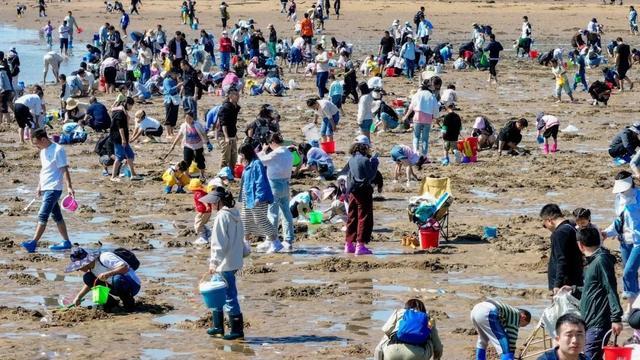 山东日照再现万人赶海 亲子乐享赶海趣