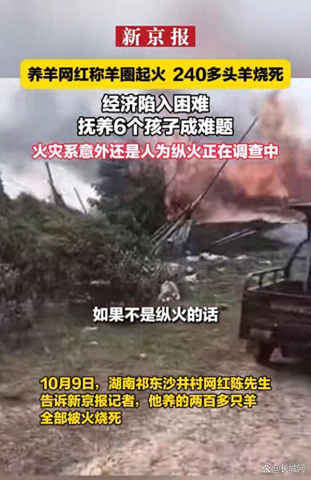 养羊网红回应240多头羊被烧死