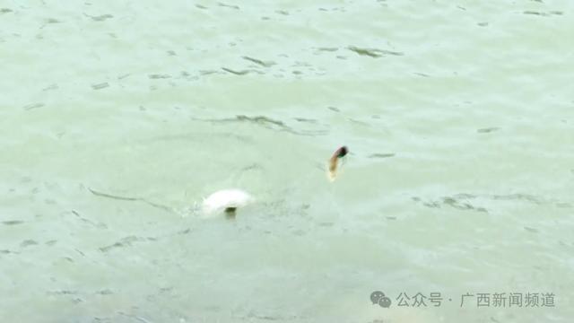 广西一男子捞鱼竿时溺水身亡 年仅25岁