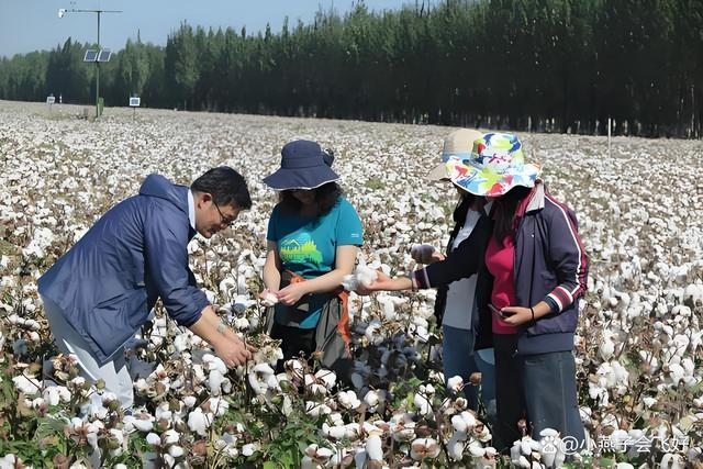 新疆棉采收现场科技感满满 现代化农业助力丰收