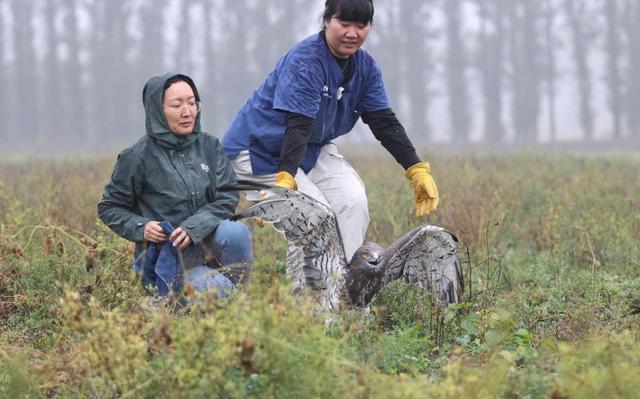 短趾雕住院渡劫18个月重回天空 罕见猛禽成功放飞