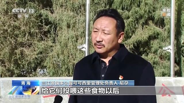 可可西里网红狼孤狼变胖狼 投喂引发生态担忧