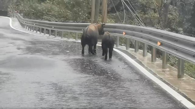 六不像"出现在云南公路上：羚牛母子悠闲遛弯