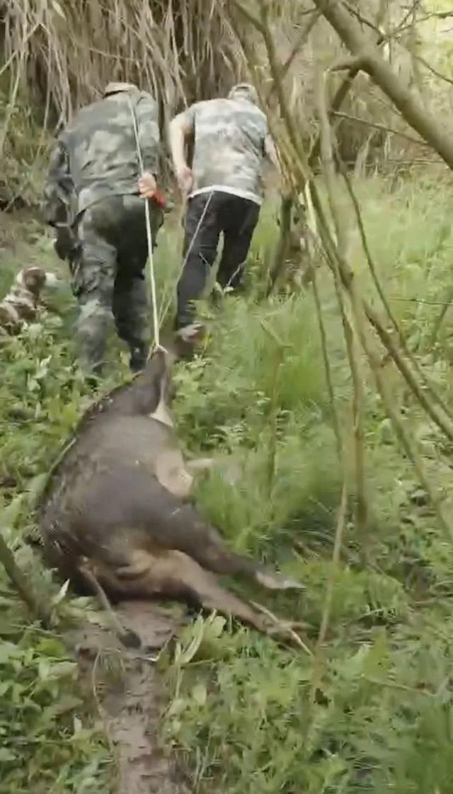 浙江野猪猎人每个月有近20天在狩猎 应对野猪频繁侵扰