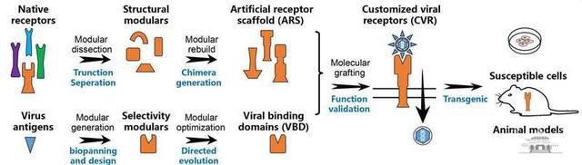 科学家首次提出人工设计病毒受体 突破病毒学研究瓶颈
