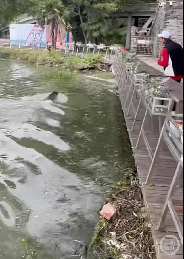 大闹酒店横渡玄武湖的野猪逮到了 景区游客啧啧称奇