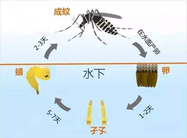 这个季节还有传播登革热的蚊子吗 秋蚊依然活跃