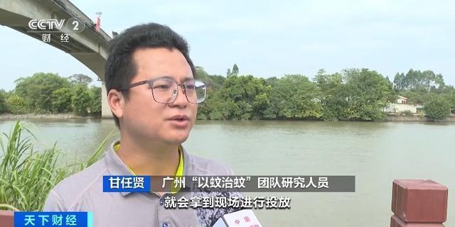 广州试点“以蚊治蚊”防控登革热 投放“绝育雄蚊”