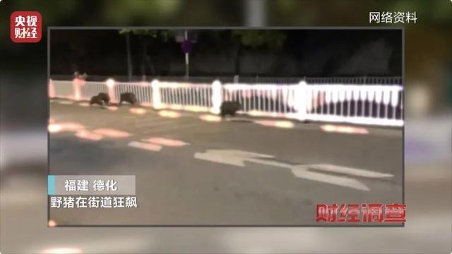 多地频现野猪进城致害事件 人畜冲突加剧