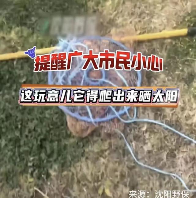 沈阳再次发现鳄鱼 市民需保持警惕