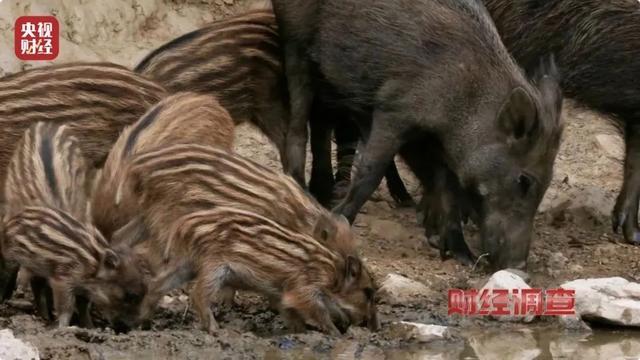 多地频现野猪进城致害事件 人畜冲突加剧