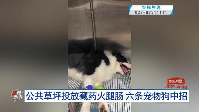 草坪放藏药火腿肠6条狗中招 宠物主东谈主无语报警