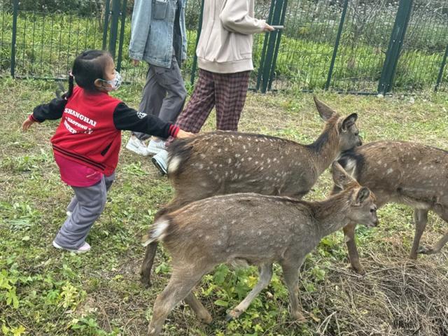 数百人涌入上海交大看小鹿 新顶流引关注