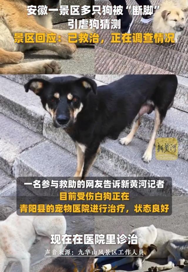 九华山景区断脚白狗被救治 引发网友热议