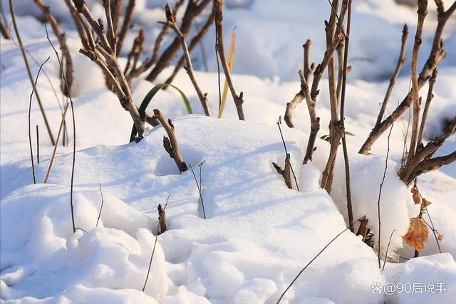 “白天小雪，冻死老牛；晚上小雪，单衣过冬”，今年小雪在几点？