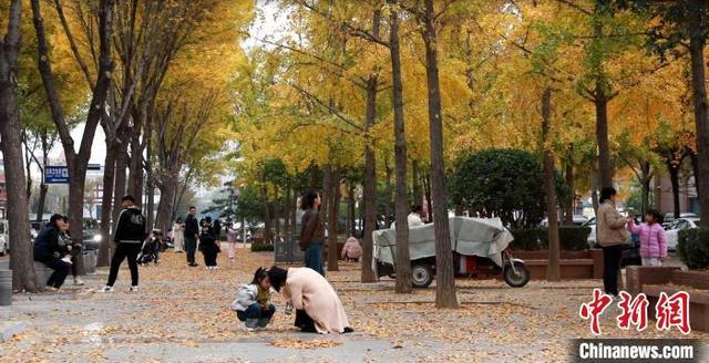 山东多地推行落叶缓扫政策 留住金秋美景