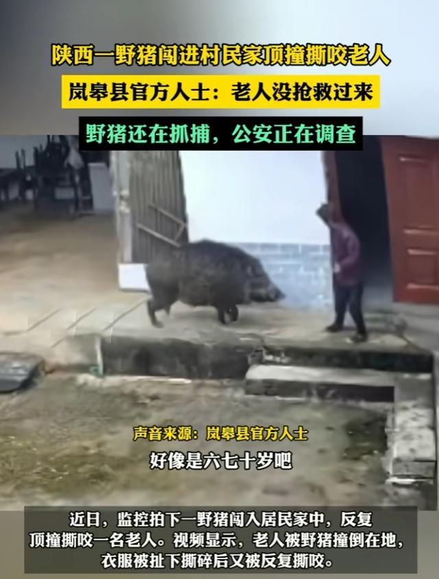 邻居讲述老人被野猪撕咬致死 无妄之灾引关注