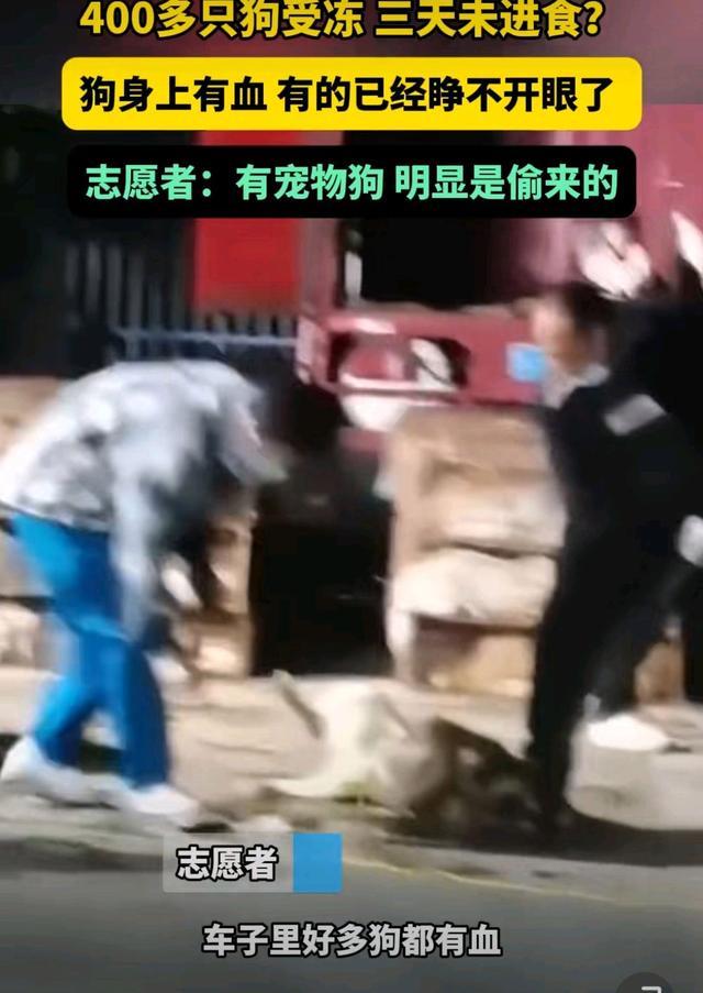 几百只狗受冻流血被装鸡笼塞满卡车 动物福利引关注