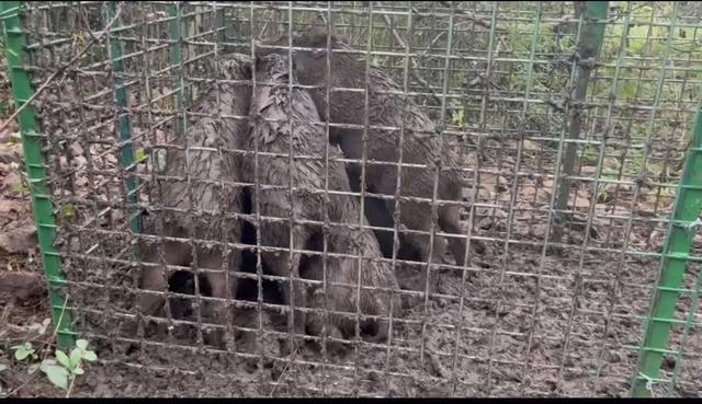 与野猪的中场“战事” 人猪生存空间之争加剧