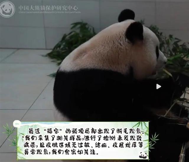 大熊猫福宝最新视频：初检无特殊 网友祝贺盼安好