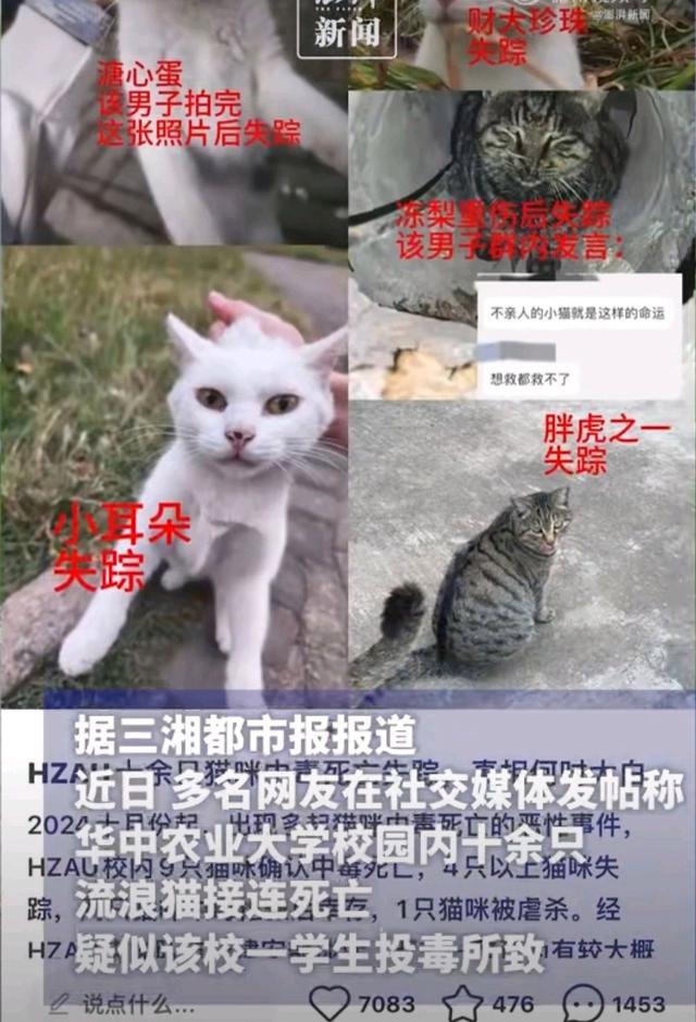 警方介入华中农大一学生被指虐猫 十余只流浪猫接连死亡