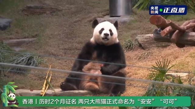 中央赠港大熊猫与公众碰头 新名字揭晓