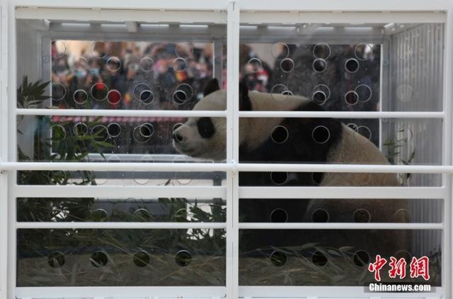 三只旅比大熊猫启程回国