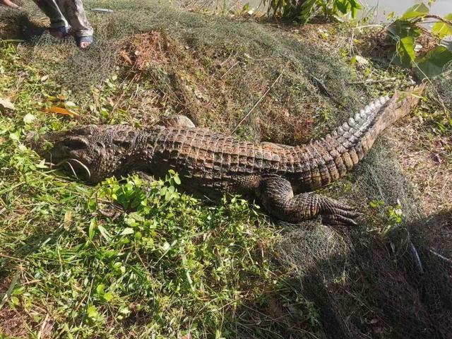 310斤鳄鱼破笼脱逃 特警开枪击毙 多部门地毯式搜查