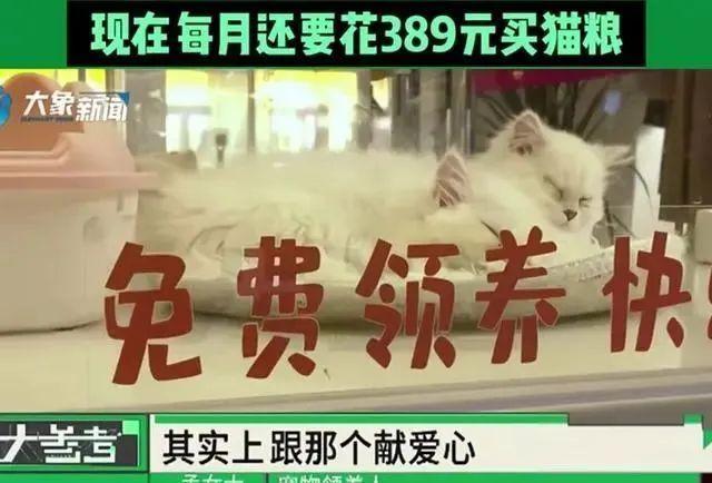 一女子免费领养猫咪深陷“猫贷”纠纷，网友破防：我也背负3年“猫贷”