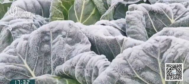 上海下雪 白茫茫一片疑为霜冻