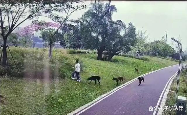 律师解读恶犬咬人遛狗者非主人如何担责 悲剧引发法律责任探讨