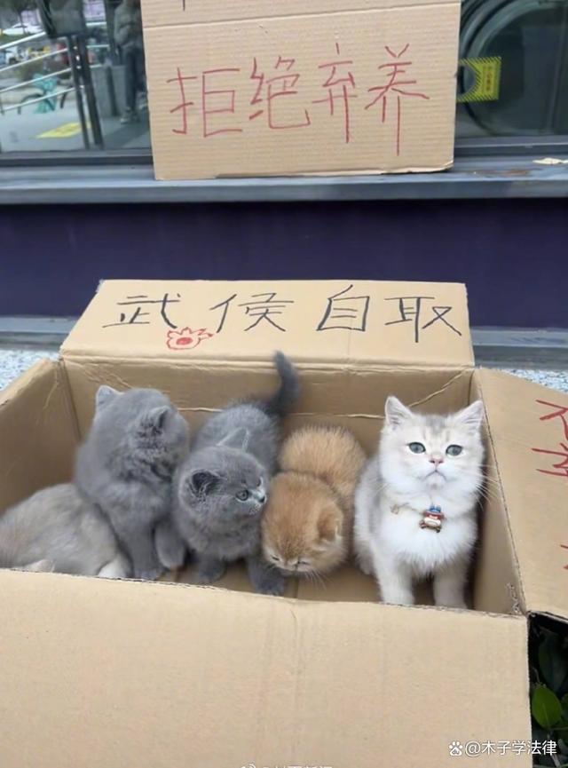 领养猫咪花1.4万后拒付猫贷被告 免费领养陷阱多