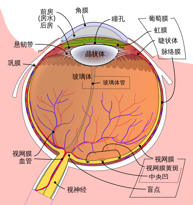 如何识别AI伪造的东说念主像？看眼睛！ 眼角膜反光揭示真相