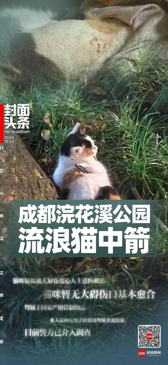 多人反映目睹男子用弩射杀流浪猫 爱心人士成功救助受伤猫咪