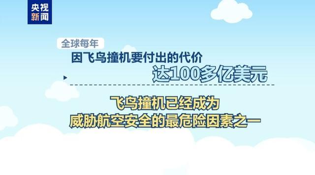 飞鸟撞机能躲开吗 全球每年两万多起事故警示