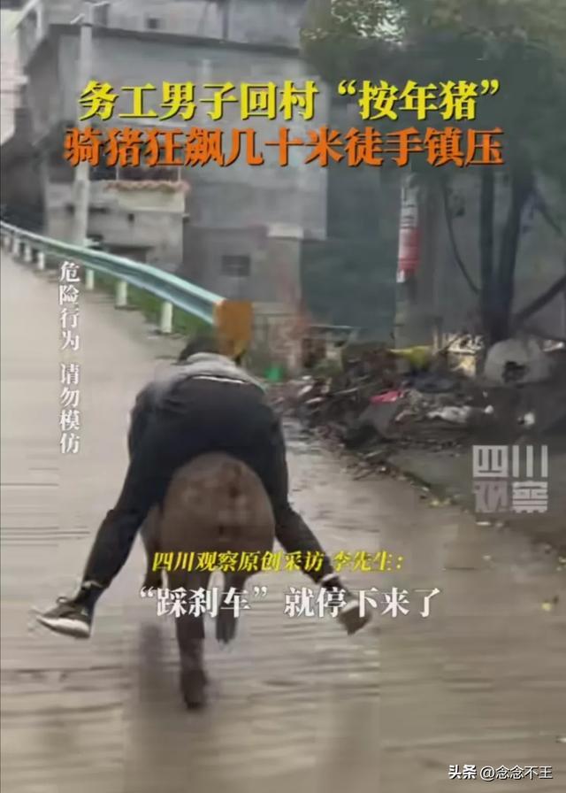 男子骑猪狂飙几十米 按年猪意外走红