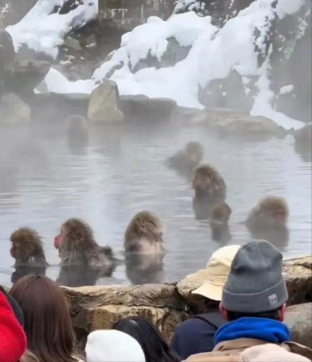 景区回应野生猕猴泡温泉 自然习性未干预