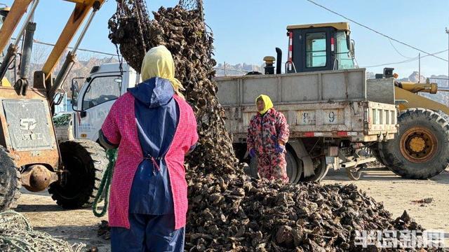 绳吊养殖的2000多亩海蛎子上市 丰收喜悦满渔村