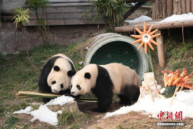 重庆为熊猫造冰雪世界迎新年