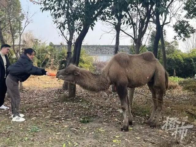 杭州一高架桥下拴了只骆驼 市民关切其命运