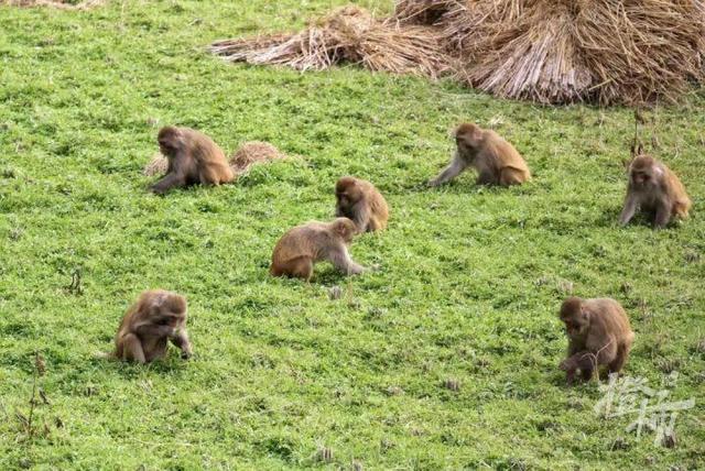 50多只野猴下山偷菜 村民不驱赶只围观 人猴和谐共处