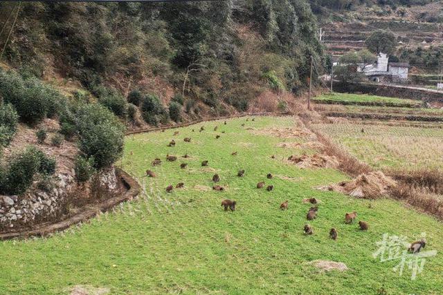 50多只野猴下山偷菜 村民不驱赶只围观 人猴和谐共处