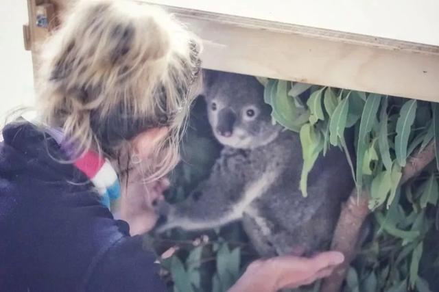 紅山動物園考拉茉莉去世 溫暖光芒消逝