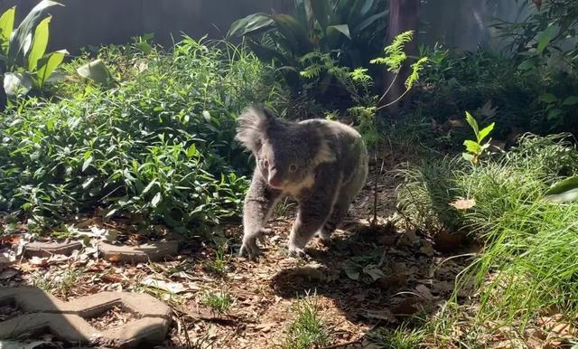 紅山動物園考拉茉莉去世 溫暖光芒消逝