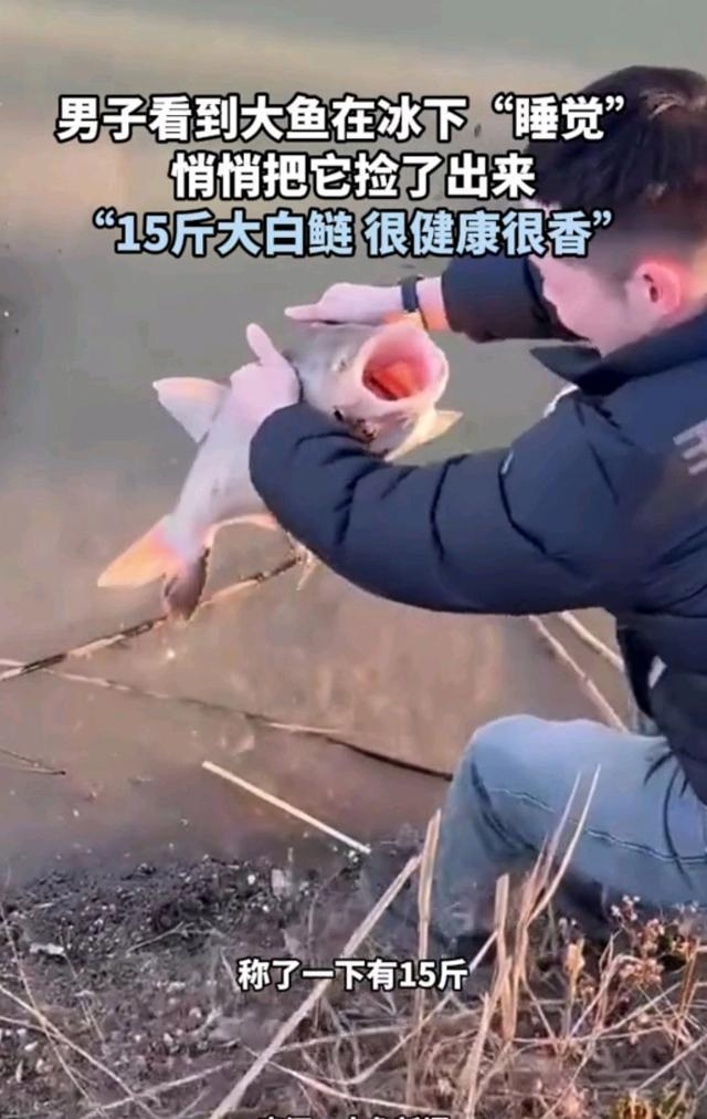 男子看大魚在冰下睡覺撿回家 意外收獲引熱議