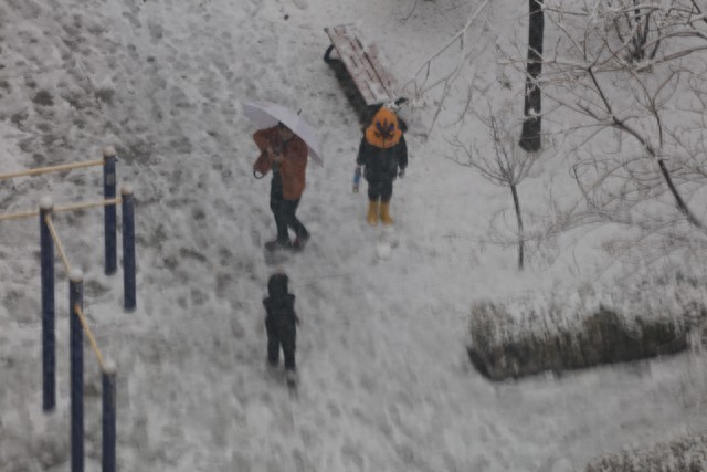 陽春三月淄博下起鵝毛大雪