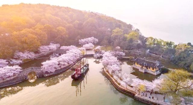 黿頭渚的櫻花有多驚艷 如夢(mèng)似幻賞櫻地