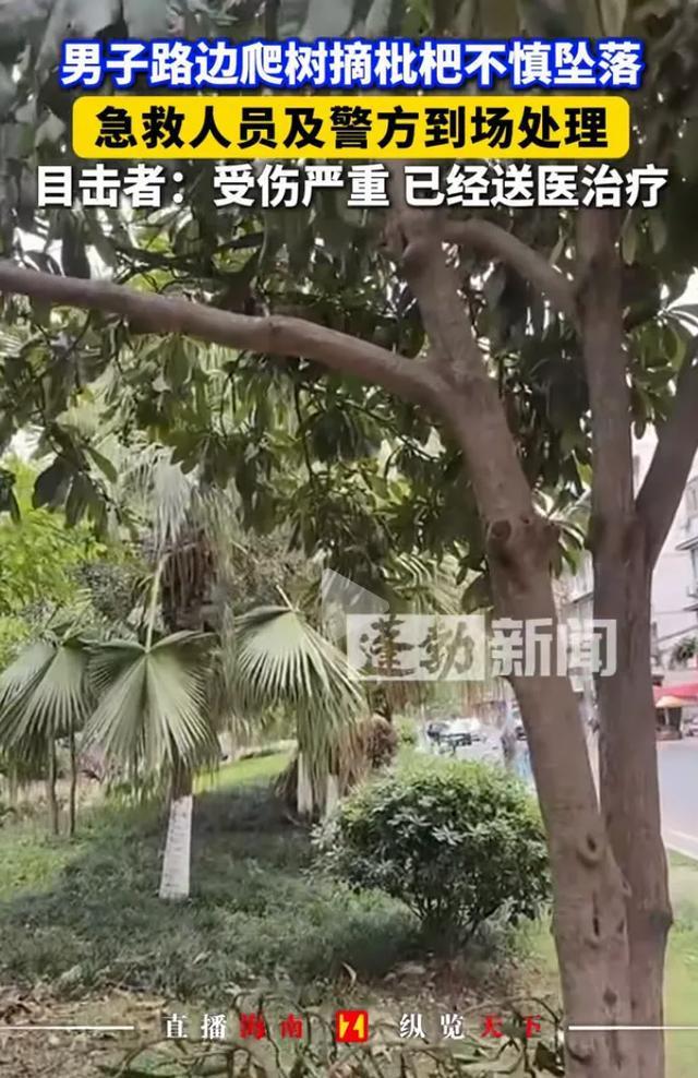 男子爬樹摘枇杷不慎摔下 偷雞不成蝕把米